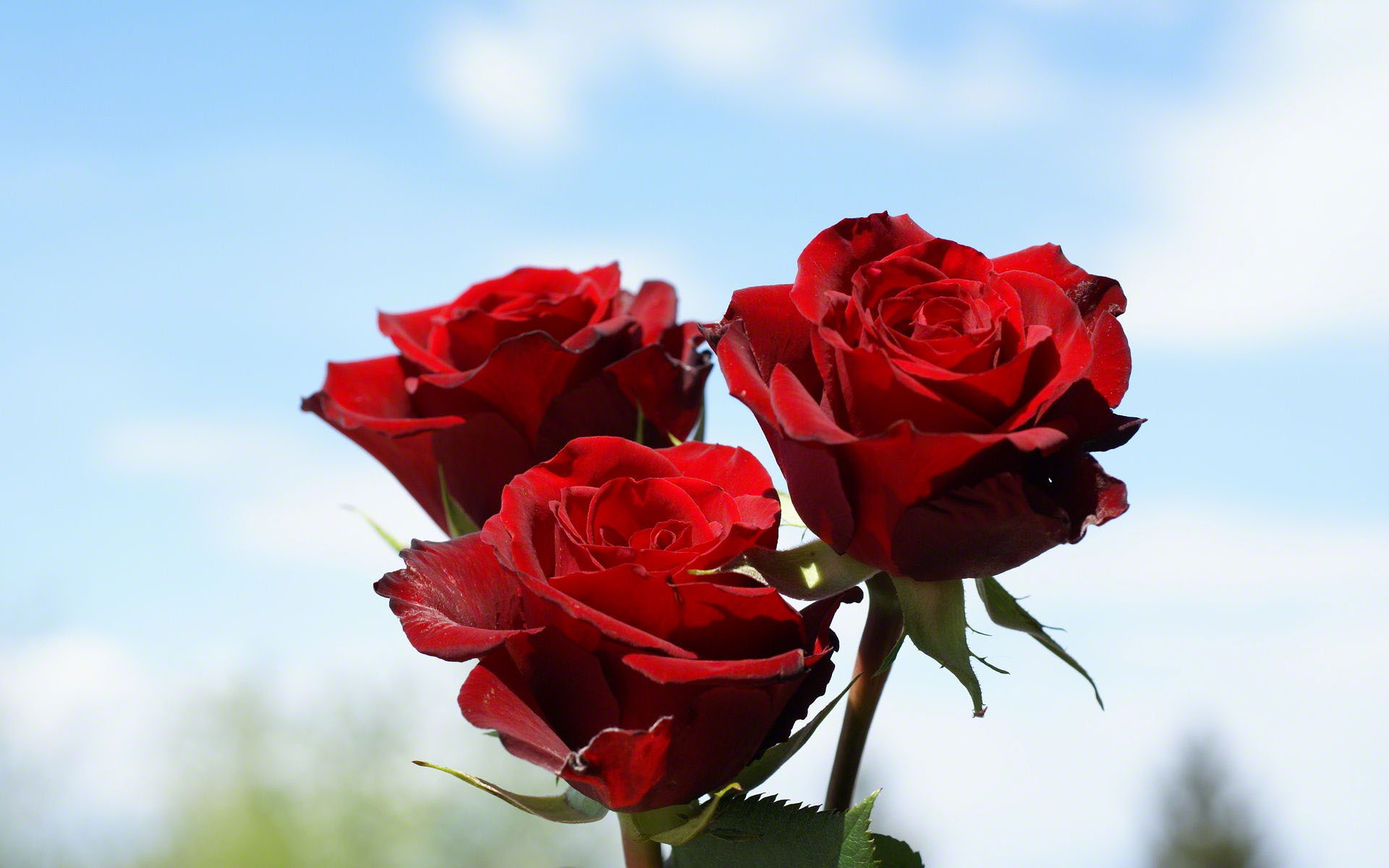 ♥ اكسري غضب زوجك بسبع لمسات ♥ Red-roses-02730
