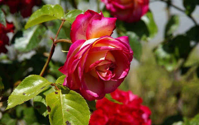 جمال الورود الحمراء... إ بداع الخالق... Rose-photo-03471_high