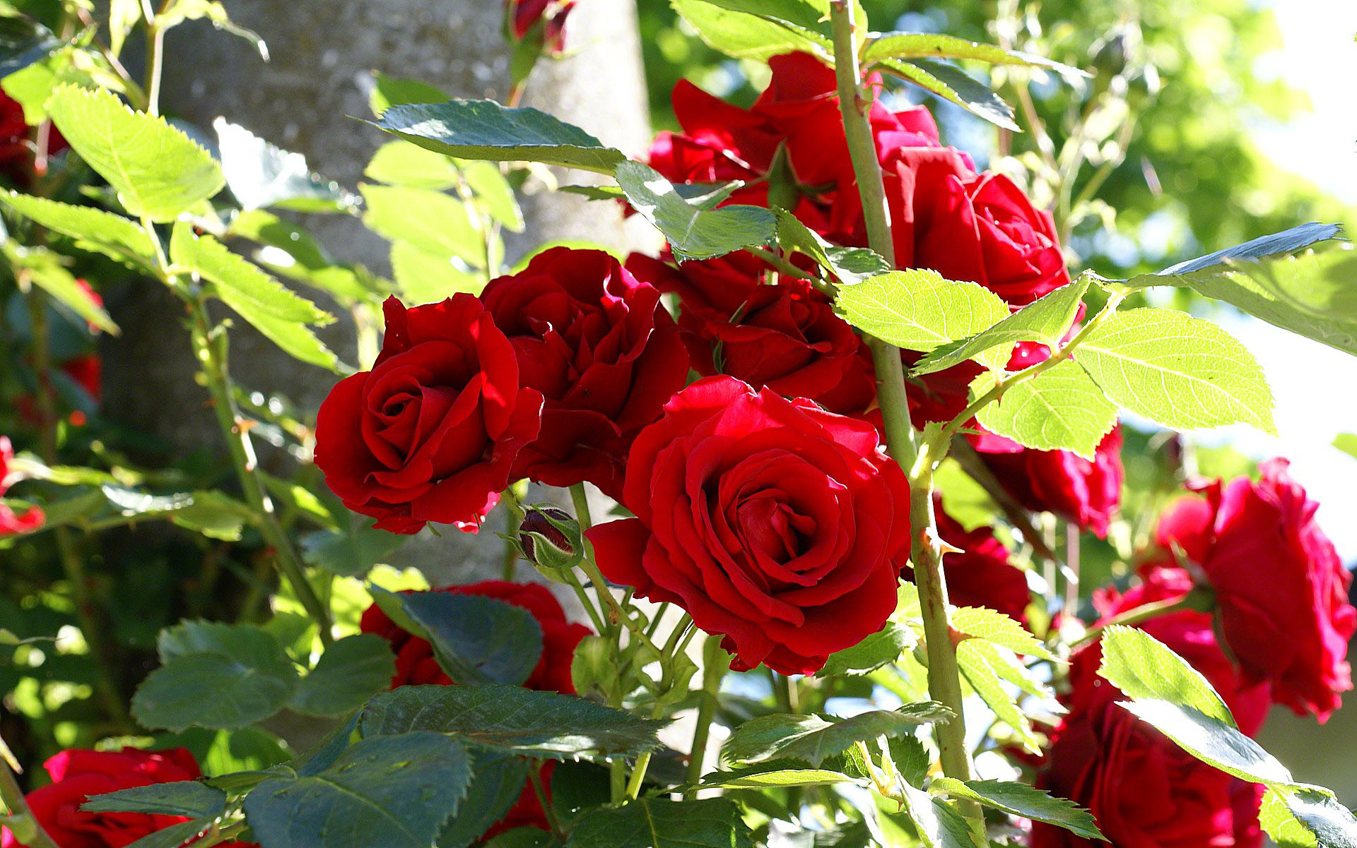 حديقة المنتدى - صفحة 19 Roses-bush-wallpaper-dsc03633