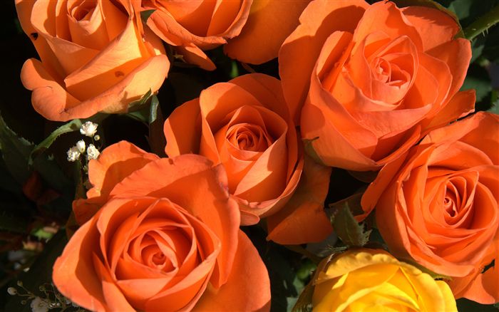       Roses-photo-wallpaper-02640_high