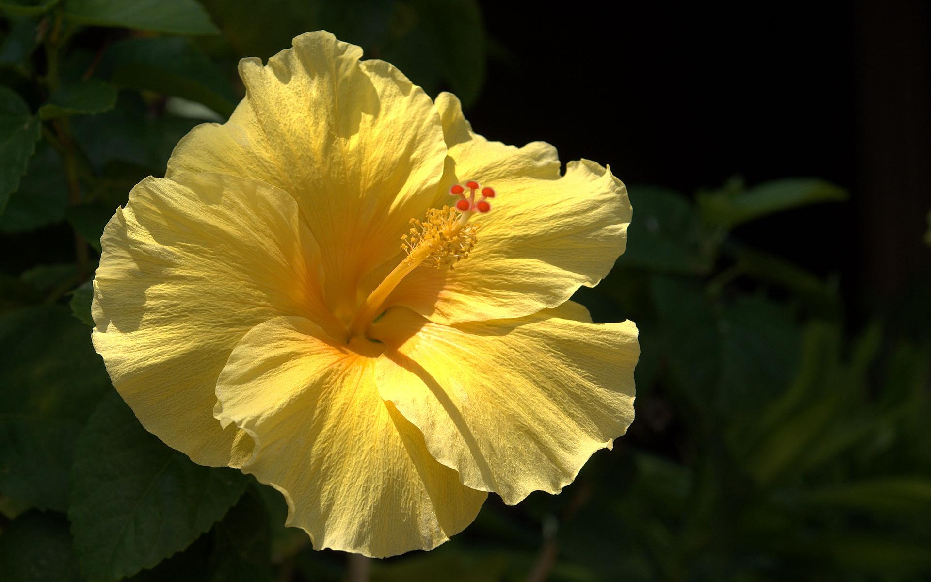 மஞ்சள் மலர்கள். - Page 2 Yellow-hibiscus-wallpaper-05979