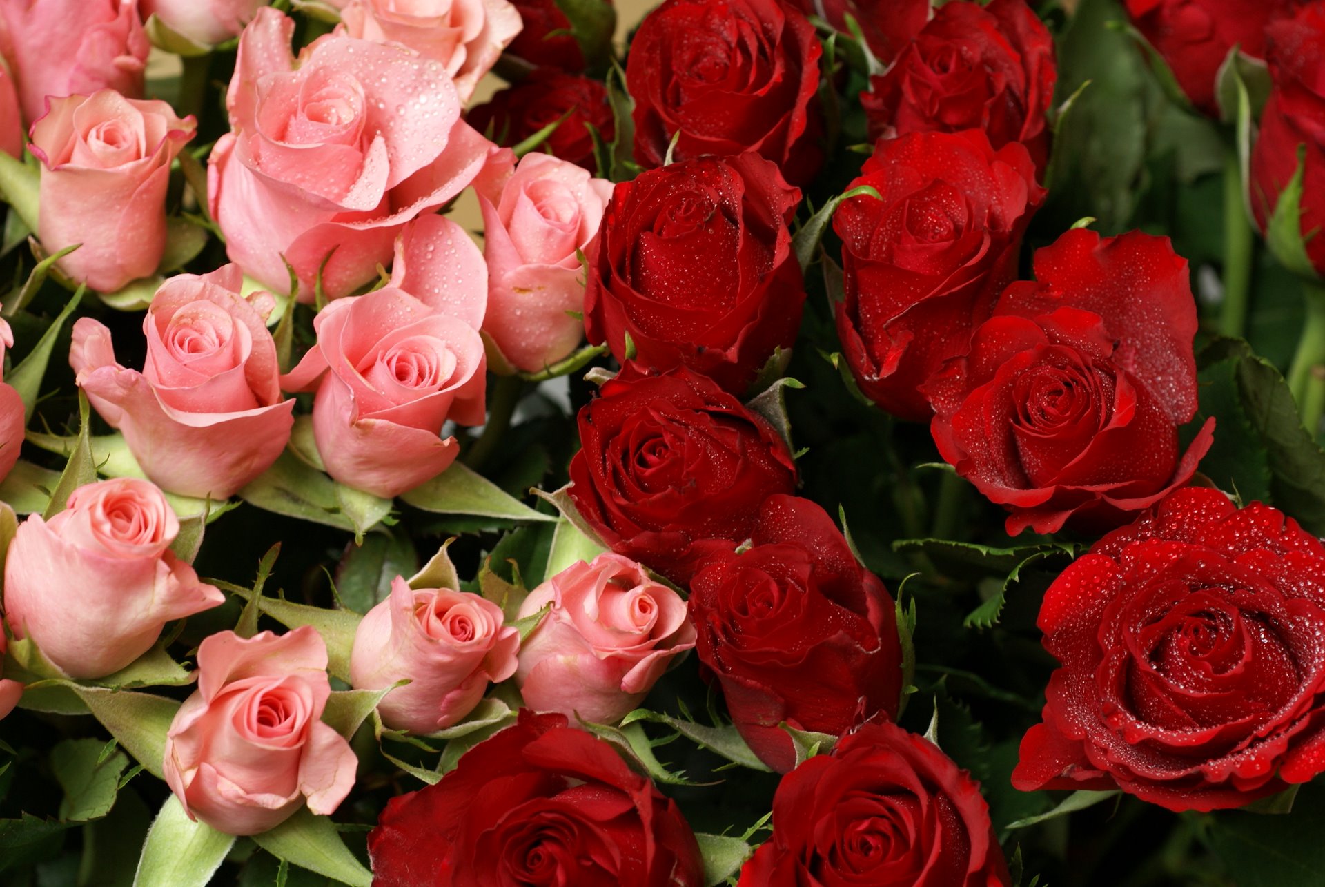 أجمل مكتبة ورد  أحمر من اختيـــــــــــــارى Pink-and-red-roses-bouquet01606