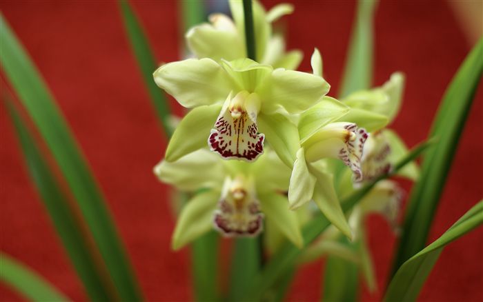 ORHIDEJA  Green-cymbidium-orchid-dsc03529_high