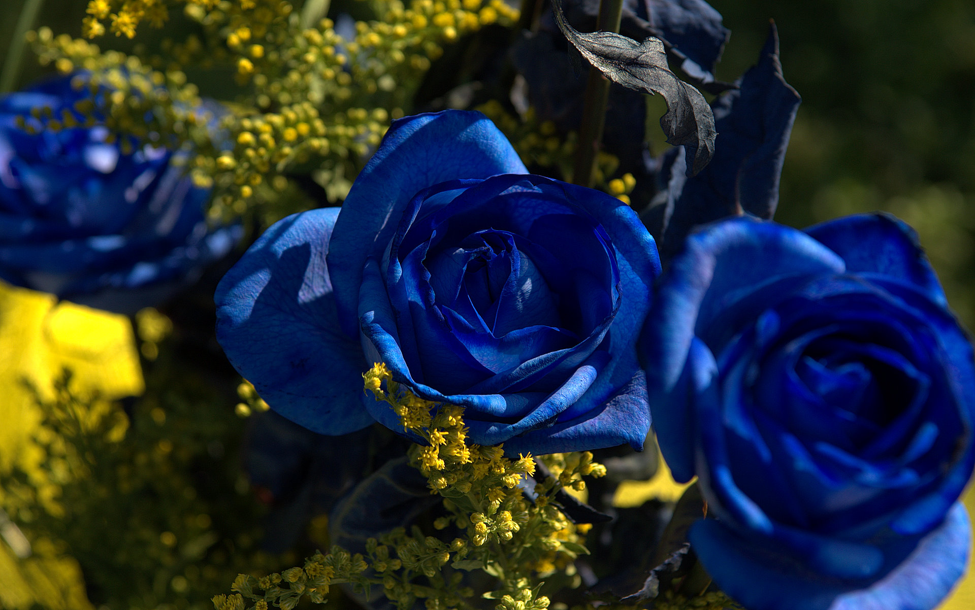 ورود زرقاء جميلة Blue-roses-04603