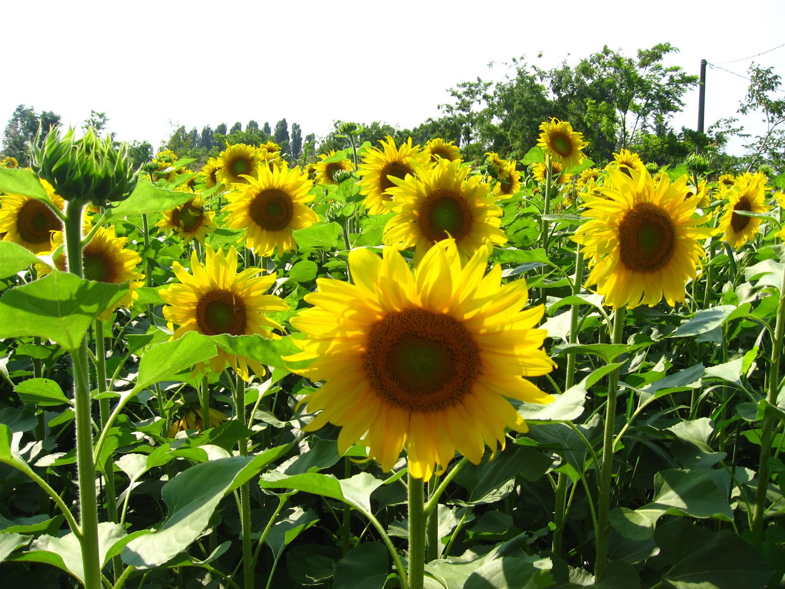 [wall nature] Sunflower Sun-flower_3314