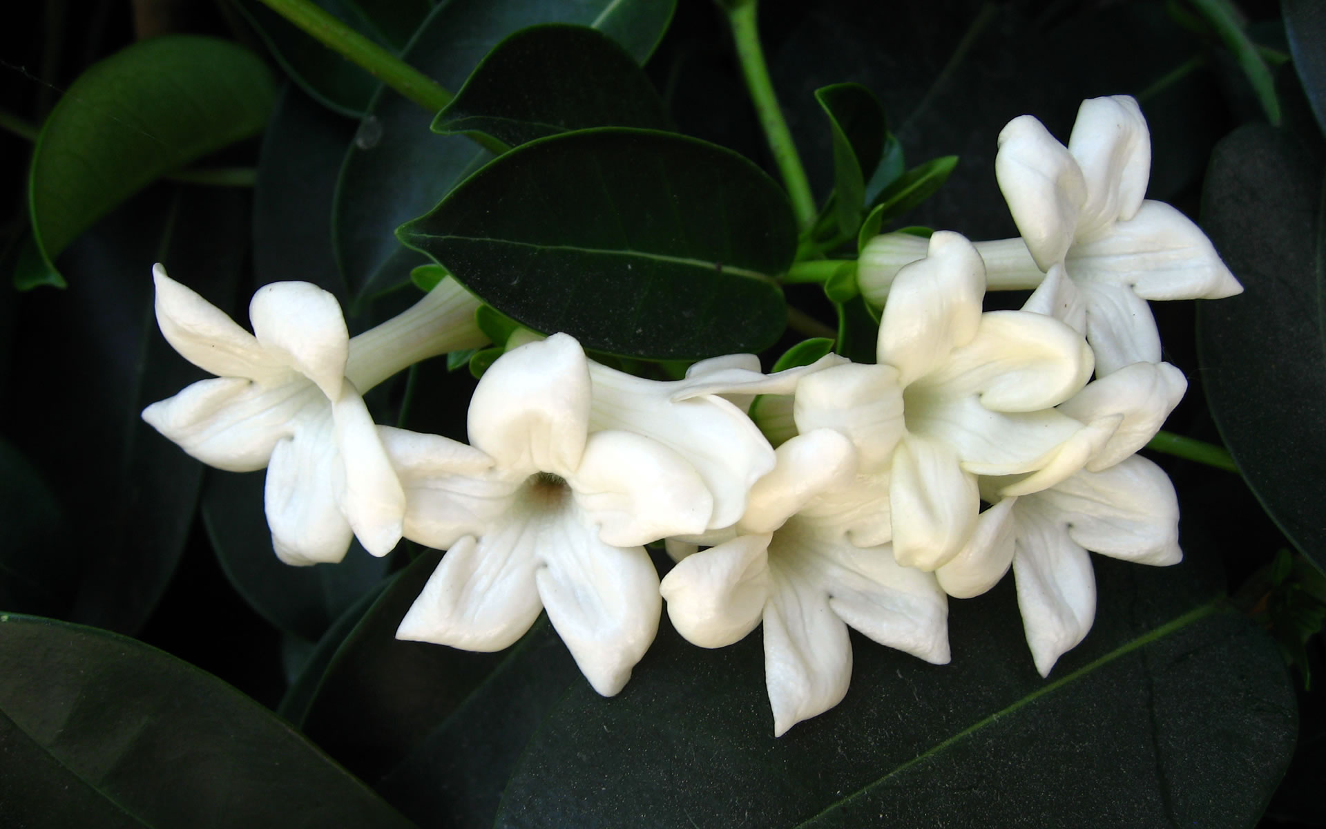 كل سنة وانتى طيبة نغم Jasmine-flower-wallpaper-wide-full-hd