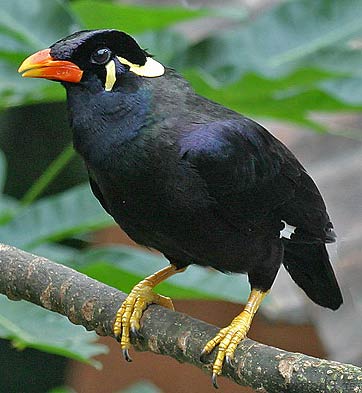 طـائـر المينـا | Mynah Bird Common-hill-myna