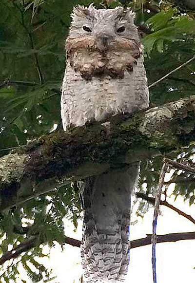 Silly Pictures - Page 12 Great-potoo-daytime-sleepy