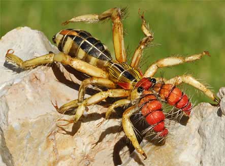 How much Do Spiders Suck? Camel-spider