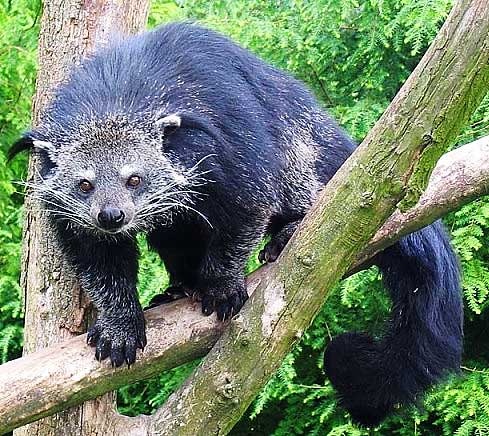 Neko Clan Binturong-asian-bearcat-malaysia