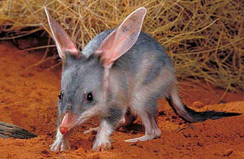 Australian mammals on brink of 'extinction calamity' (Note graphic warning to those squeamish) Bilby-gray