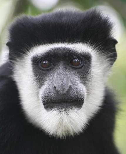 ஆச்சரியமூட்டும் அபூர்வ குரங்குகள் Colobus-monkey