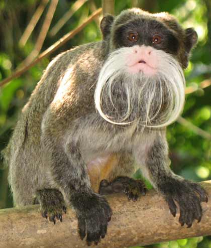 ஆச்சரியமூட்டும் அபூர்வ குரங்குகள் - Page 2 Emperor-tamarin