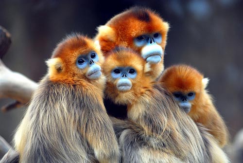 ஆச்சரியமூட்டும் அபூர்வ குரங்குகள் Golden-snub-nose-monkey