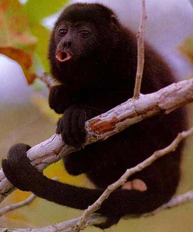 ஆச்சரியமூட்டும் அபூர்வ குரங்குகள் - Page 3 Howler-monkey