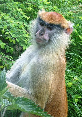 ஆச்சரியமூட்டும் அபூர்வ குரங்குகள் Patas-monkey