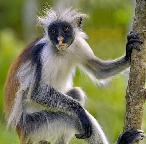 ஆச்சரியமூட்டும் அபூர்வ குரங்குகள் Red-colobus-monkey