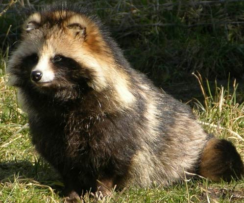 Kuruyami Oujo (Encours) Raccoon-dog-nice-coat