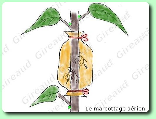 ficus elasctica Marcottage_aerien