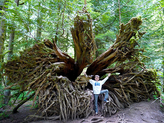 Cathedral Grove P1070320