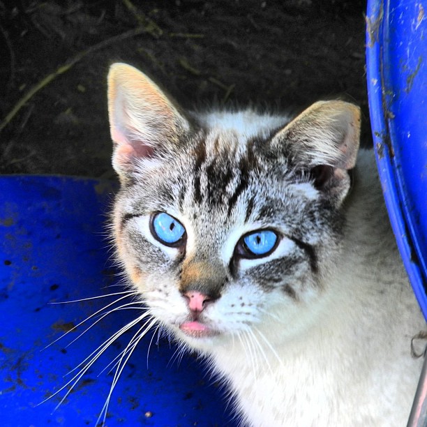 Siobhans kleiner Lieferservice - Seite 4 Blue-eyes-feral-cat