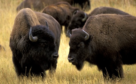 L'enciclopedia fotografica degli animali BUFFALO-HERD-YNP