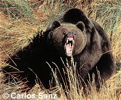 España... Belleza escondida.. Oso-ursus-arctos-pyrenaicus-01