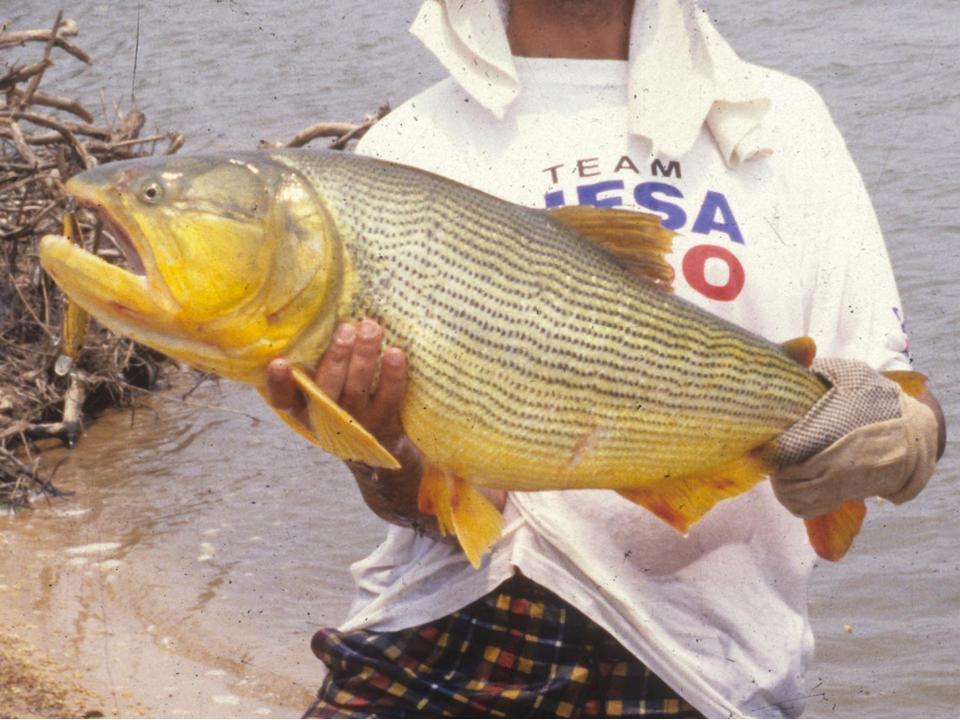 Bac "San Rafael - Paraguay" Salminus%20brasiliensis%20-%20dorado%20hugo