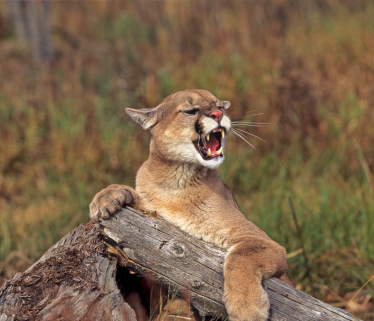 صوووووور اسود ونموووور رووووووعة Mountain_lion_aggressive