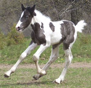 The Captured Horses Donovan1REVISED_000