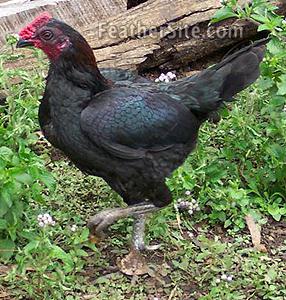 Australian Pit Fowl aka Australian Pit Gamefowl HenFeathBkAusPitBtyCkl