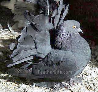 **      ** BlackFantail