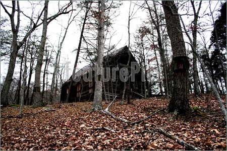 Shack in the Woods Old-Shack-Woods-560503