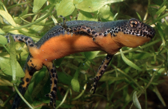 Salamandres et tritons menacés par un champignon pathogène   Ichthyosaura_alpestris-Triton_alpestre
