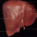   Liver