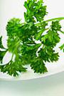 بنك المعلومات العامه المفيده Herbs-Parsley