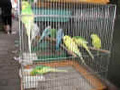 كيف تكون مربي طيور محترف تربية طيور الكناري Caring-for-birds--canaries1