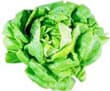 معلومات عن الخس PlantingLettuce