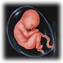 مراحل نمو الجنين - صفحة 2 FetalDevelopment27-30