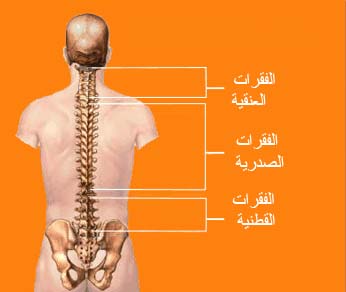 آلام الظهر BackPain4