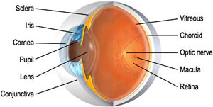 العين EyeAnatomyMain3