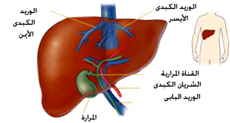 الكبد وتركيبه بالصور liver LiverAnatomy