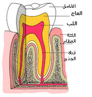 أسنان الإنسان TeethAnatomy3