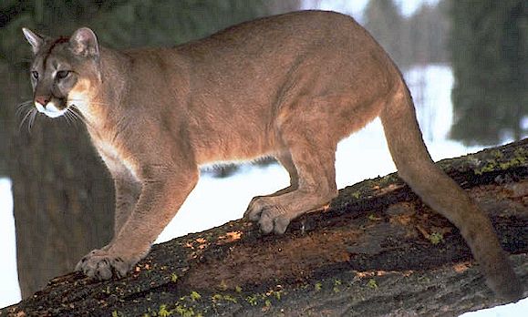 LE Puma حيوان في طريق الانقراض Mountain-lion