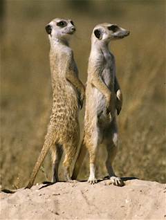 Random Poll: Meerkats, Dogs or Cats? Home_meerkat