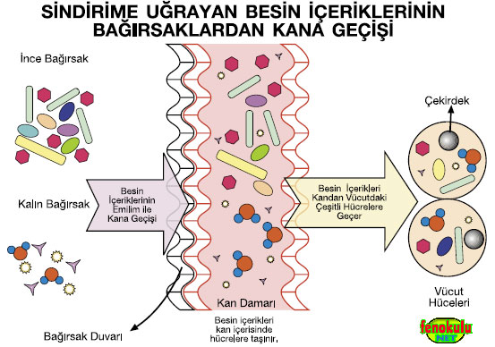 Sindirim Sistemimiz ve Sindirim Sistemi Sağlığımız (Konu Anlatımı) Besininkanagecisi