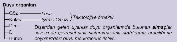 7. snflara FEN VE TEKNOLOJ KONULARI Duyuorganlarikavram