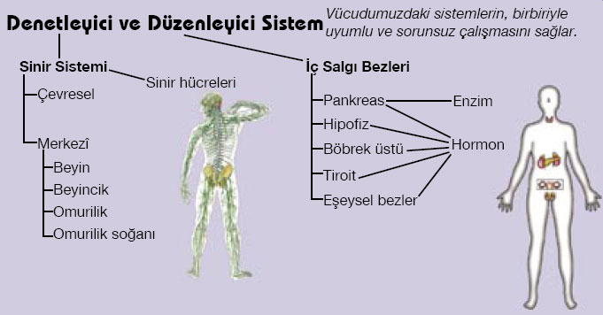 7. snflara FEN VE TEKNOLOJ KONULARI Duzenleyicikavram