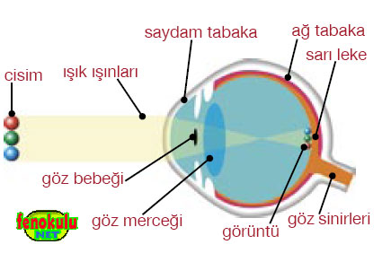 7. snflara FEN VE TEKNOLOJ KONULARI Gozungormeresmi