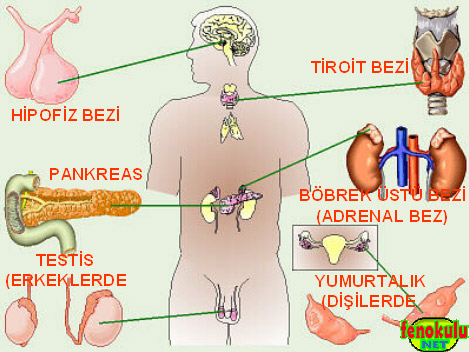 7. snflara FEN VE TEKNOLOJ KONULARI Hormonlar